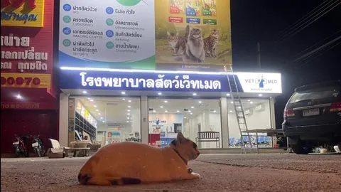 Vet Med Animal Hospital Rawai