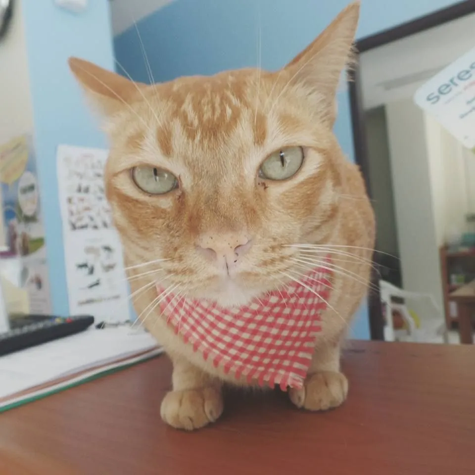 Surin Beach Vet Clinic 