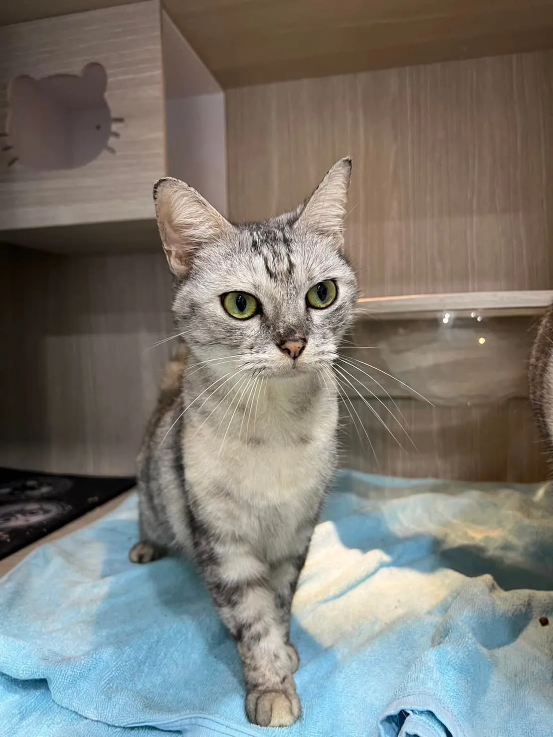 Thonglor Pet Hospital (Chalong)