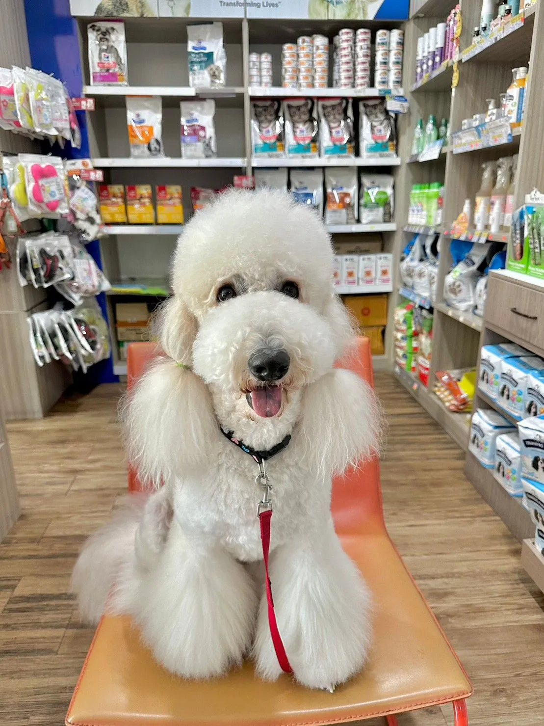 Thonglor Pet Hospital (Chalong)