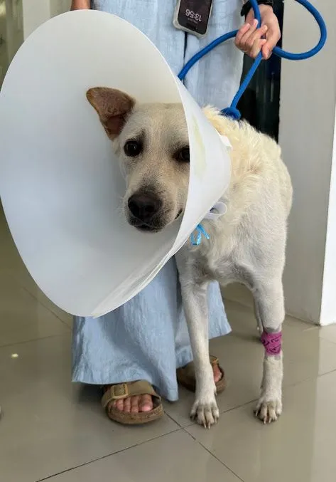 Vet Med Animal Hospital Rawai